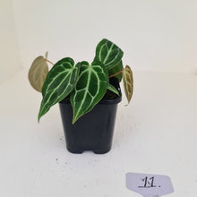 Load image into Gallery viewer, #11 Anthurium Crystallinum Hybrid - 2 x heads