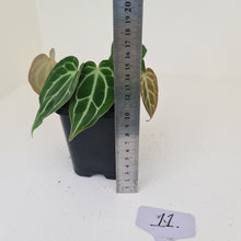 Load image into Gallery viewer, #11 Anthurium Crystallinum Hybrid - 2 x heads