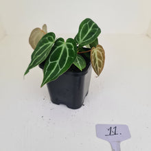 Load image into Gallery viewer, #11 Anthurium Crystallinum Hybrid - 2 x heads