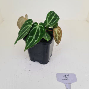#11 Anthurium Crystallinum Hybrid - 2 x heads