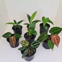Load image into Gallery viewer, ULTIMATE ANTHURIUM PACKAGE - 7 x Plants