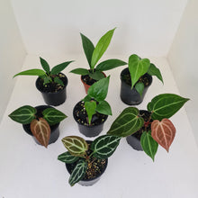 Load image into Gallery viewer, ULTIMATE ANTHURIUM PACKAGE - 7 x Plants