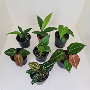 ULTIMATE ANTHURIUM PACKAGE - 7 x Plants