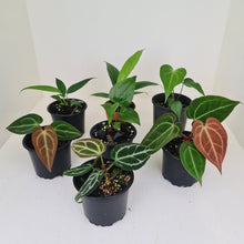 Load image into Gallery viewer, ULTIMATE ANTHURIUM PACKAGE - 7 x Plants