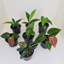 Load image into Gallery viewer, ULTIMATE ANTHURIUM PACKAGE - 7 x Plants