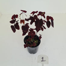 Load image into Gallery viewer, #1 Oxalis Hedysaroides - Fire Fern