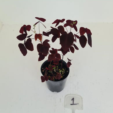 #1 Oxalis Hedysaroides - Fire Fern