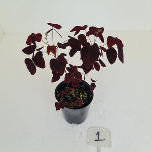 #1 Oxalis Hedysaroides - Fire Fern
