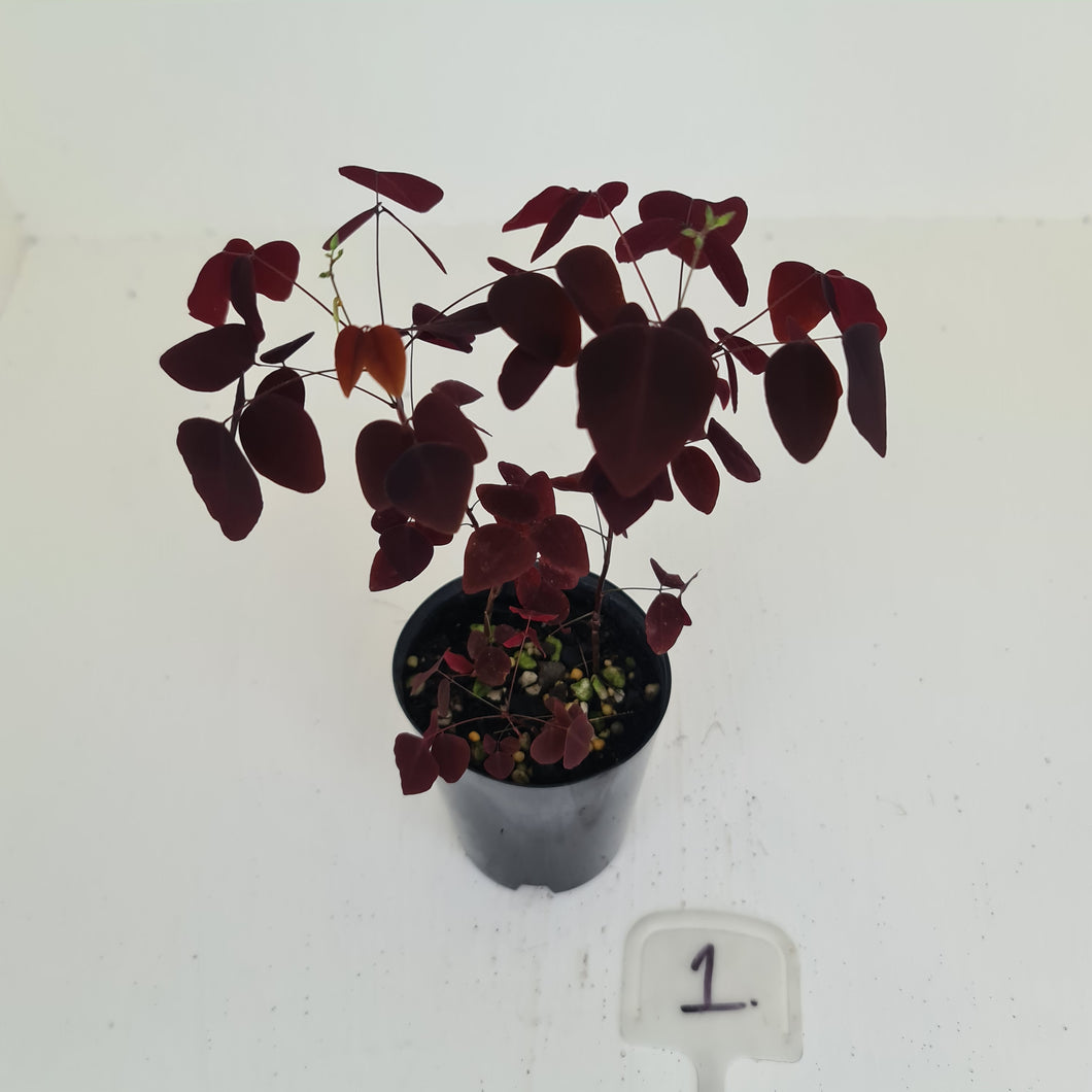 #1 Oxalis Hedysaroides - Fire Fern