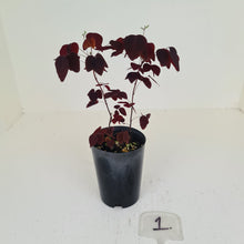 Load image into Gallery viewer, #1 Oxalis Hedysaroides - Fire Fern