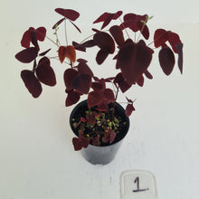 Load image into Gallery viewer, #1 Oxalis Hedysaroides - Fire Fern