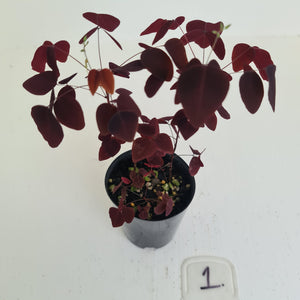 #1 Oxalis Hedysaroides - Fire Fern
