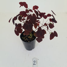 Load image into Gallery viewer, #2 Oxalis Hedysaroides - Fire Fern