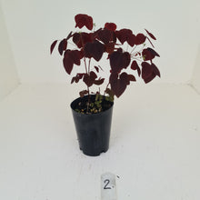 Load image into Gallery viewer, #2 Oxalis Hedysaroides - Fire Fern