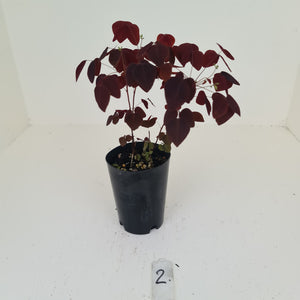 #2 Oxalis Hedysaroides - Fire Fern