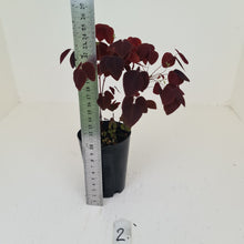 Load image into Gallery viewer, #2 Oxalis Hedysaroides - Fire Fern
