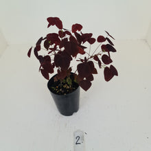 Load image into Gallery viewer, #2 Oxalis Hedysaroides - Fire Fern