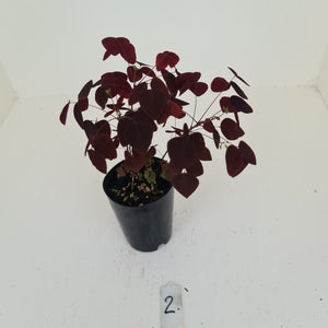 #2 Oxalis Hedysaroides - Fire Fern