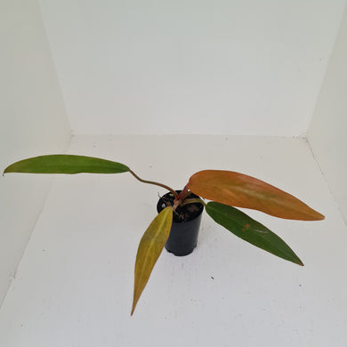Philodendron Autumn Queen