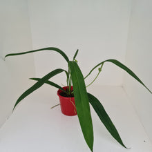 Load image into Gallery viewer, Anthurium Bakeri