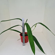 Load image into Gallery viewer, Anthurium Bakeri
