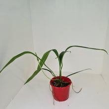 Load image into Gallery viewer, Anthurium Bakeri
