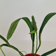 Load image into Gallery viewer, Anthurium Bakeri