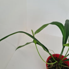 Load image into Gallery viewer, Anthurium Bakeri