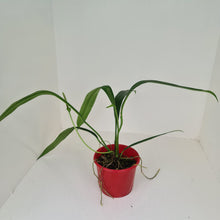 Load image into Gallery viewer, Anthurium Bakeri
