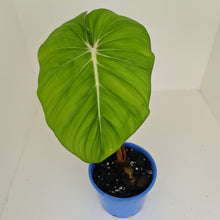 Load image into Gallery viewer, Philodendron Pastazanum or Dean McDowell? - Rooted tip cutting