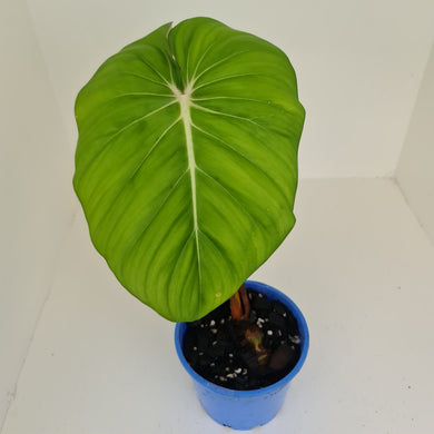 Philodendron Pastazanum or Dean McDowell? - Rooted tip cutting
