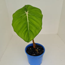 Load image into Gallery viewer, Philodendron Pastazanum or Dean McDowell? - Rooted tip cutting