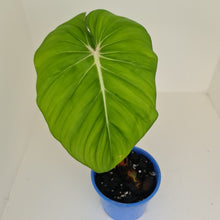 Load image into Gallery viewer, Philodendron Pastazanum or Dean McDowell? - Rooted tip cutting