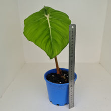 Load image into Gallery viewer, Philodendron Pastazanum or Dean McDowell? - Rooted tip cutting