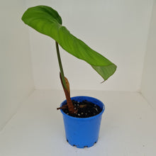 Load image into Gallery viewer, Philodendron Pastazanum or Dean McDowell? - Rooted tip cutting