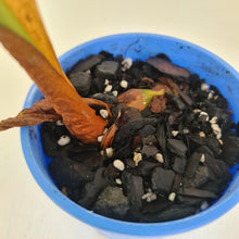 Load image into Gallery viewer, Philodendron Pastazanum or Dean McDowell? - Rooted tip cutting