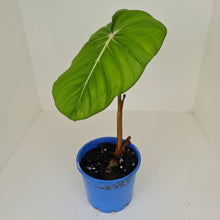 Load image into Gallery viewer, Philodendron Pastazanum or Dean McDowell? - Rooted tip cutting