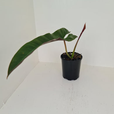Philodendron Atabapoense - Rooted Tip Cutting