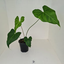 Load image into Gallery viewer, #1 Anthurium Macrolobium x