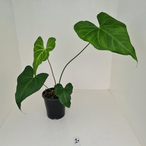 #1 Anthurium Macrolobium x