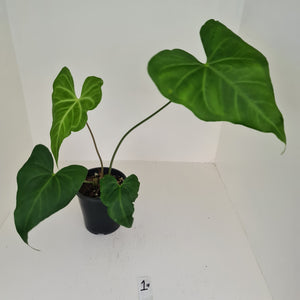 #1 Anthurium Macrolobium x