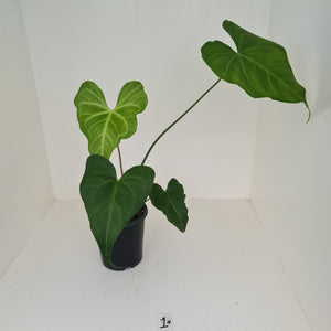 #1 Anthurium Macrolobium x