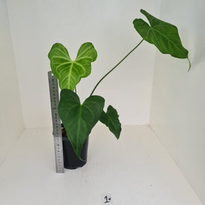 #1 Anthurium Macrolobium x