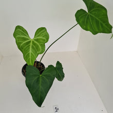 Load image into Gallery viewer, #1 Anthurium Macrolobium x