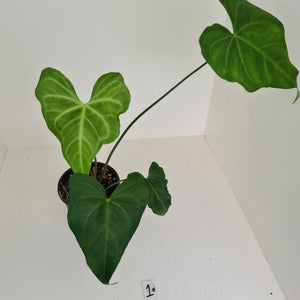 #1 Anthurium Macrolobium x