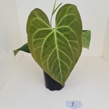 Load image into Gallery viewer, #1 Large Anthurium hybrid - Flowering maturity