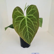 Load image into Gallery viewer, #1 Large Anthurium hybrid - Flowering maturity
