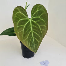 Load image into Gallery viewer, #1 Large Anthurium hybrid - Flowering maturity