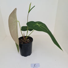 Load image into Gallery viewer, #1 Large Anthurium hybrid - Flowering maturity