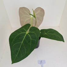 Load image into Gallery viewer, #1 Large Anthurium hybrid - Flowering maturity